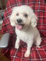 Vanila CKC all white female , a female Poodle - Miniature  for sale in Puyallup, WA – 1 of 7