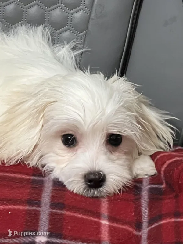 Sasha – Maltese puppy for sale in Puyallup, WA