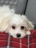 Sasha, a female Maltese for sale in Puyallup, WA – 1 of 5