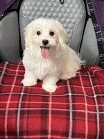 Sasha, a female Maltese for sale in Puyallup, WA – 3 of 5