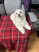 Sasha, a female Maltese for sale in Puyallup, WA – 5 of 5