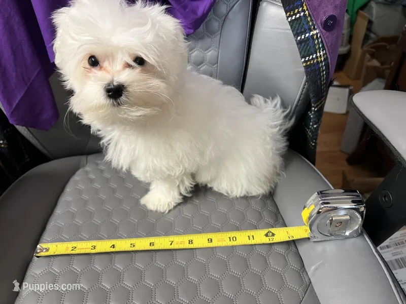 Sasha, a female Maltese for sale in Puyallup, WA – Photo 1 of 2