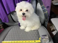 Sasha, a female Maltese for sale in Puyallup, WA – Photo 2 of 2