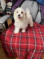 Sasha, a female Maltese for sale in Puyallup, WA – 4 of 5