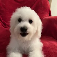 Reduced!! Maggie ch line., a female Bichon Frise for sale in Puyallup, WA – Photo 3 of 4