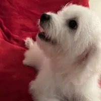 Reduced!! Maggie ch line., a female Bichon Frise for sale in Puyallup, WA – Photo 4 of 4