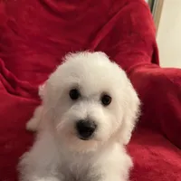 Reduced!! Maggie ch line., a female Bichon Frise for sale in Puyallup, WA – Photo 2 of 4