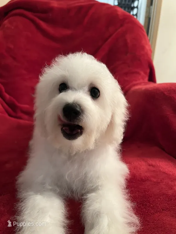 Reduced!! Maggie ch line.