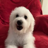 Reduced!! Maggie ch line., a female Bichon Frise for sale in Puyallup, WA – Photo 1 of 4