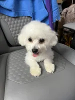 Bella , a female Bichon Frise for sale in Puyallup, WA – 6 of 6