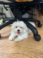 Willie Ckc Maltese boy, a male Maltese for sale in Puyallup, WA – 6 of 8