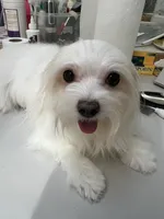 Milky AKC lady, a female Maltese for sale in Puyallup, WA – 3 of 4