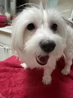 Female Maltese, a female Maltese for sale in Puyallup, WA – 2 of 2