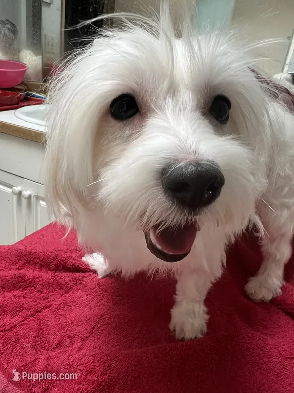 Female Maltese  – Maltese puppy for sale in Puyallup, WA