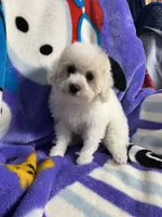 Minky ckc, a female Poodle - Miniature  for sale in Puyallup, WA – 6 of 6