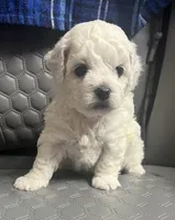 Leo , a male Bichon Frise for sale in Puyallup, WA – 3 of 5