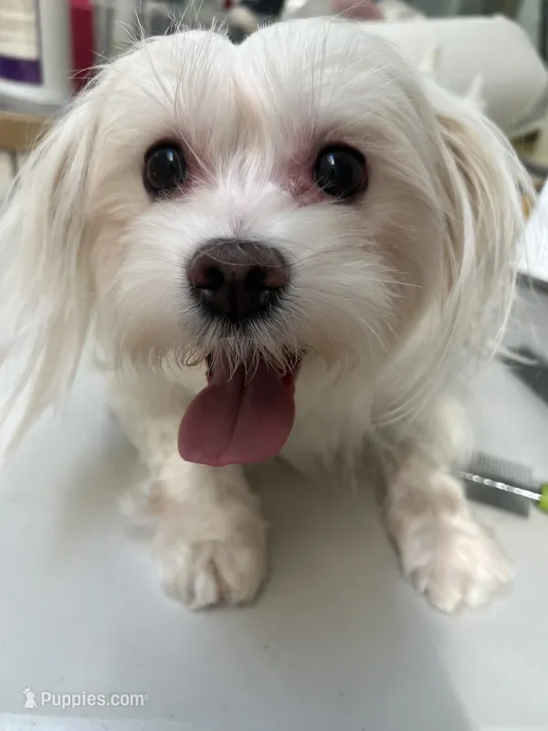 Oliver AKC  – Maltese puppy for sale in Puyallup, WA