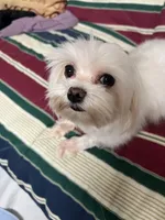T cup all white Maltese girl , a female Maltese for sale in Puyallup, WA – Photo 4 of 5