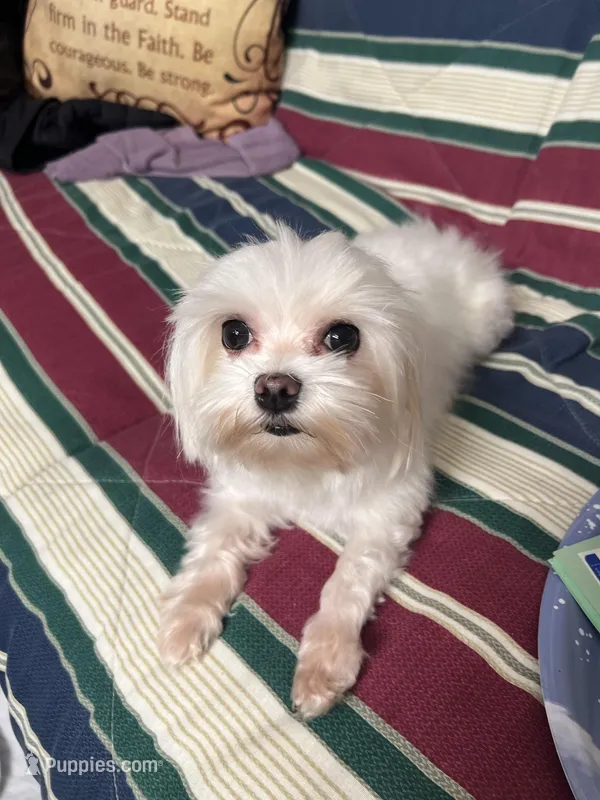 T cup all white Maltese girl  – Maltese puppy for sale in Puyallup, WA