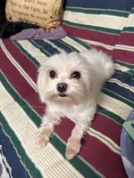 T cup all white Maltese girl , a female Maltese for sale in Puyallup, WA – Photo 1 of 5