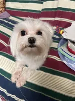 T cup all white Maltese girl , a female Maltese for sale in Puyallup, WA – Photo 2 of 5