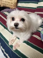 T cup all white Maltese girl , a female Maltese for sale in Puyallup, WA – Photo 5 of 5