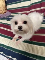 T cup all white Maltese girl , a female Maltese for sale in Puyallup, WA – Photo 3 of 5