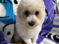 Minky ckc, a female Poodle - Miniature  for sale in Puyallup, WA – 4 of 6