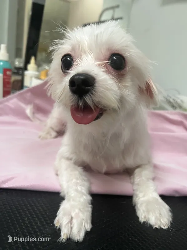 Milky AKC lady – Maltese puppy for sale in Puyallup, WA