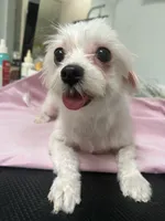 Milky AKC lady, a female Maltese for sale in Puyallup, WA – 1 of 4