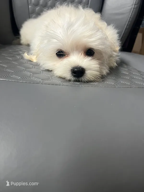 Willie Ckc Maltese boy – Maltese puppy for sale in Puyallup, WA