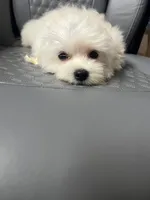 Willie Ckc Maltese boy, a male Maltese for sale in Puyallup, WA – 3 of 8