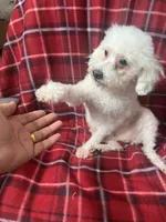 Vanila CKC all white female , a female Poodle - Miniature  for sale in Puyallup, WA – 3 of 7