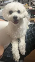 Bichon Boy, a male Bichon Frise for sale in Puyallup, WA – 2 of 3