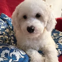 Teddy, a male Poodle - Miniature  for sale in Puyallup, WA – Photo 2 of 3