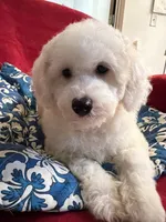 Teddy, a male Poodle - Miniature  for sale in Puyallup, WA – Photo 2 of 3