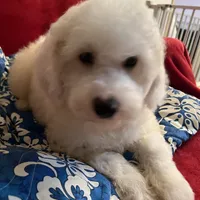 Teddy, a male Poodle - Miniature  for sale in Puyallup, WA – Photo 1 of 3
