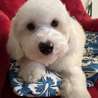 Teddy, a male Poodle - Miniature  for sale in Puyallup, WA – Photo 3 of 3