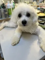 Reduced!!Danny ch line boy, a male Bichon Frise for sale in Puyallup, WA – 4 of 7