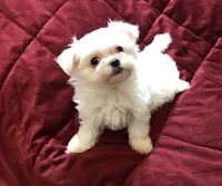 Dochi AKC Maltese , a male Maltese for sale in Puyallup, WA – 2 of 2