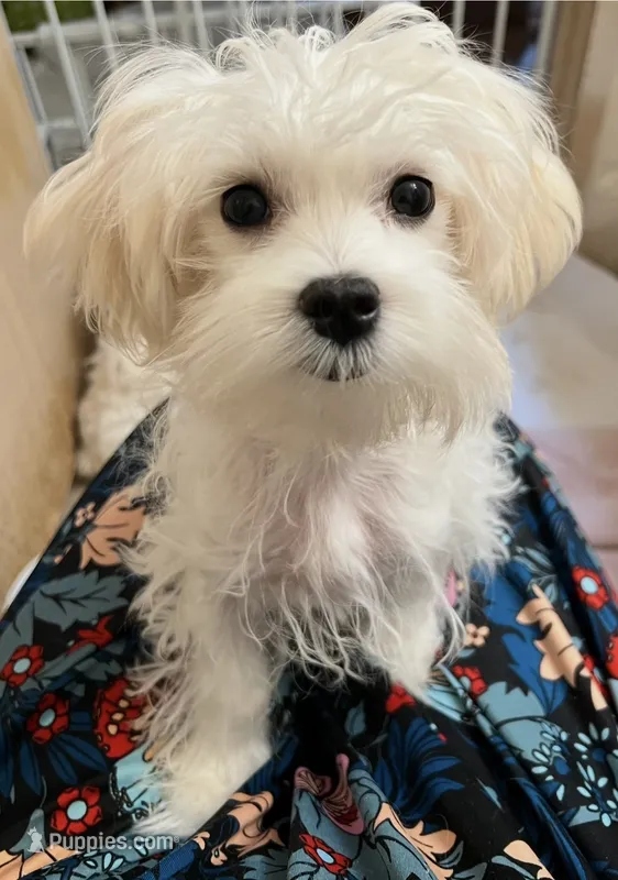 Nikki – Maltese puppy for sale in Puyallup, WA