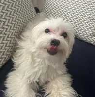 Nikki, a male Maltese for sale in Puyallup, WA – 4 of 4