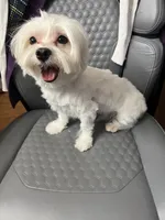 Nikki, a male Maltese for sale in Puyallup, WA – 3 of 4