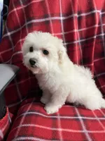 Momo, a female Poodle - Miniature  for sale in Puyallup, WA – 6 of 7
