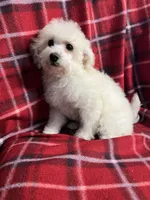 Momo, a female Poodle - Miniature  for sale in Puyallup, WA – 2 of 7