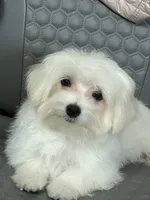 Reduced Ckc Boy Toto, a male Maltese for sale in Puyallup, WA – 3 of 7