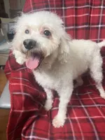 Vanila CKC all white female , a female Poodle - Miniature  for sale in Puyallup, WA – 4 of 7