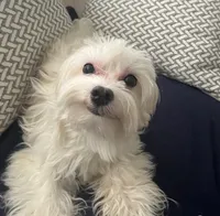 Nikki, a male Maltese for sale in Puyallup, WA – 3 of 4
