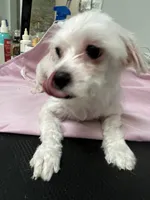 Milky AKC lady, a female Maltese for sale in Puyallup, WA – 2 of 4