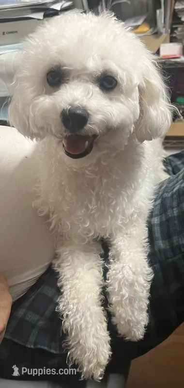 Bichon Boy – Bichon Frise puppy for sale in Puyallup, WA